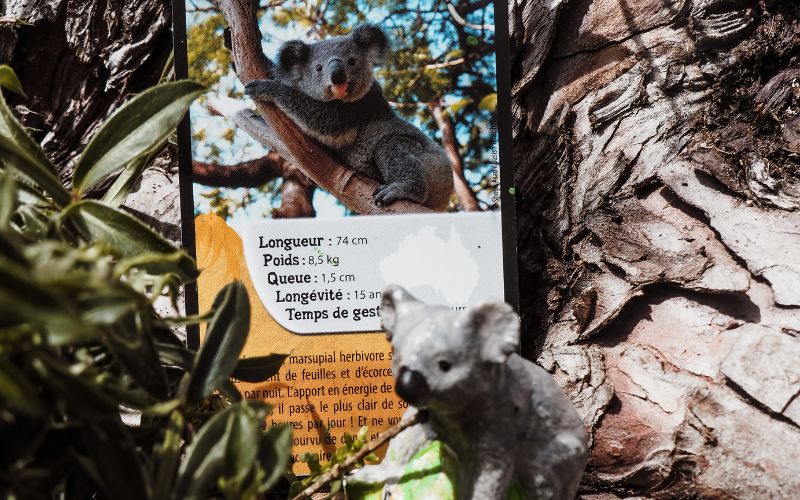 Les koalas : découvre l'incroyable monde des adorables marsupiaux
