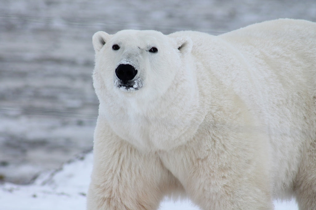 À la Découverte des Ours polaires : Le monde fascinant des ours blancs face au réchauffement climatique