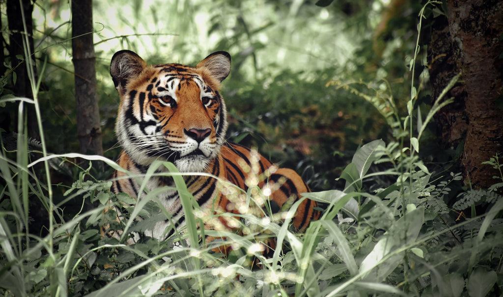 Aventure dans la jungle avec le Tigre du Bengale : protégeons ce félin extraordinaire !